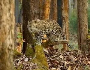 Tiger-Natures-Nest-Goa